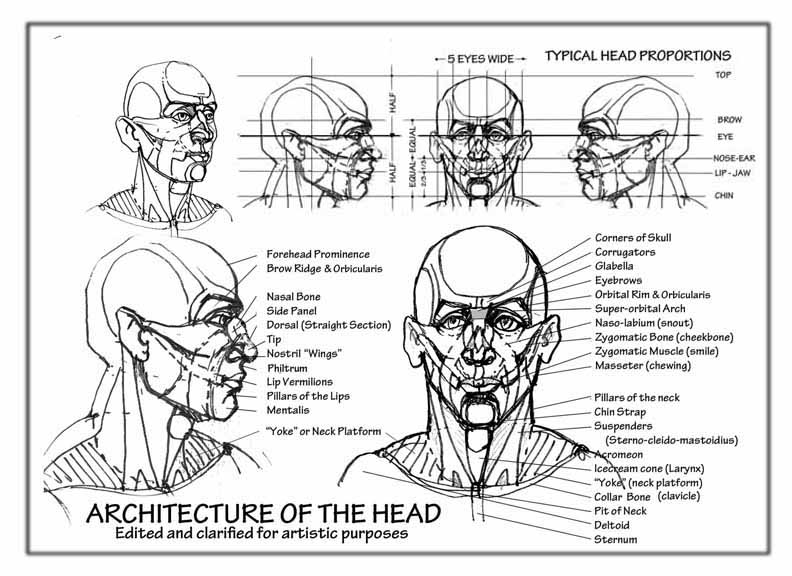 Architecture of the head - from Tony O'Regan's Introduction to Drawing the Face and Figure